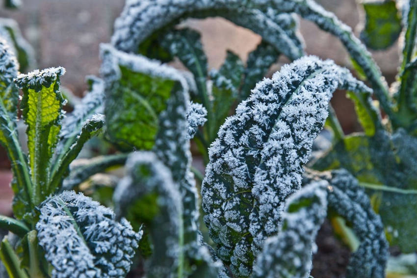 Protect Plants from Frost 6